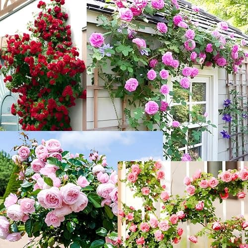 200+ SEEDS- Hybrid Climbing Rose Flower Mix Seeds, Year-Round Blooms. 3