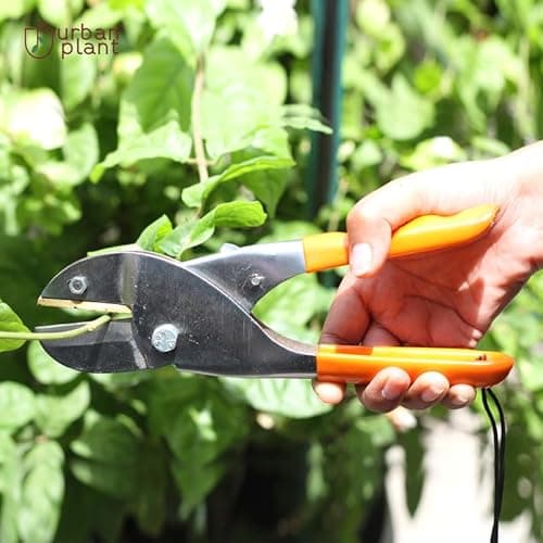 Urban Plant Gardening Tools | Durable & Sturdy | Rust Free Home Garden Accessories (Pruner) 4