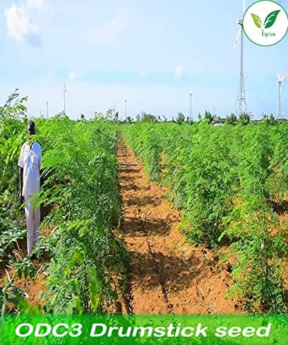 Iagrifarm Moringa/Drumstick Seeds - ODC3 Variety - 1 Kg for Plantation - Appro 3500 seeds 4