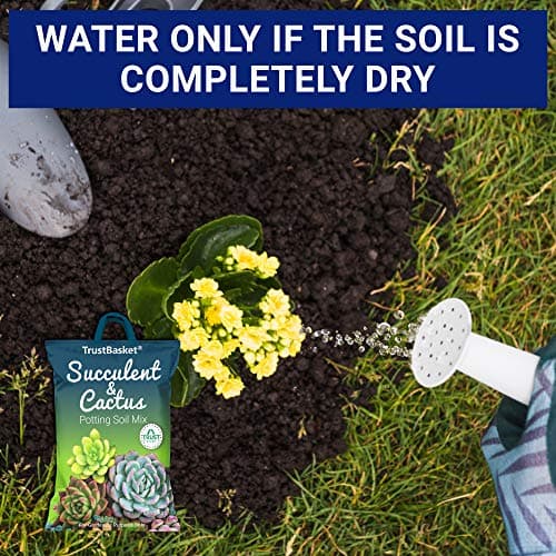 TrustBasket 100% Organic Succulent and Cactus Potting Soil Mix-5kg Premium Potting Mix with Perlite, Well-Drained & Aerated, Ideal for Succulents, Cacti, Root Growth | Soil for Indoor & Outdoor Plants 4