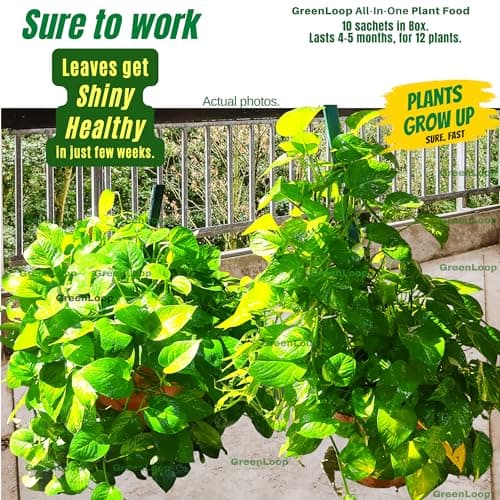 GREENLOOP-All In One Plant Food, For all House Plants, Complete,10 Sachets 4