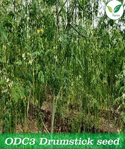 Iagrifarm Moringa/Drumstick Seeds - ODC3 Variety - 1 Kg for Plantation - Appro 3500 seeds 5