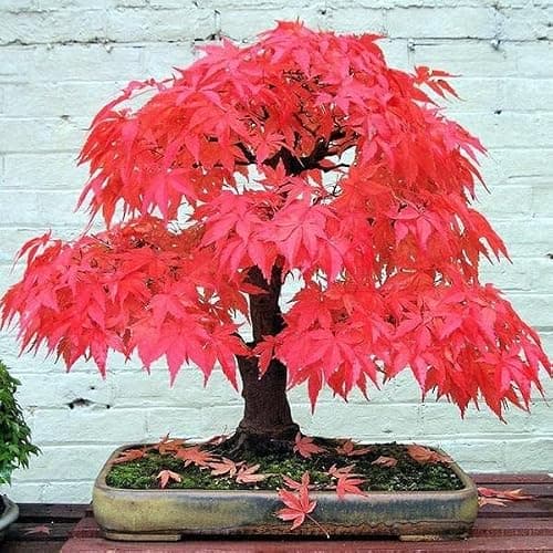 Combo Pack- Japanese Maple Tree Combo Pack - 4 Variety - 15+ Seeds Each - 60+ Seeds Total - Red, Green, Yellow, Purple 3