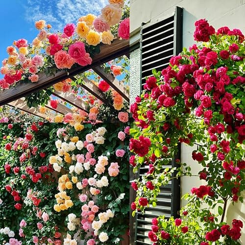 200+ SEEDS- Hybrid Climbing Rose Flower Mix Seeds, Year-Round Blooms.